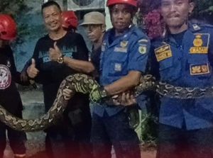 Ular Piton 5 Meter Nyaris Masuk Rumah Warga di Palu, Damkar Evakuasi