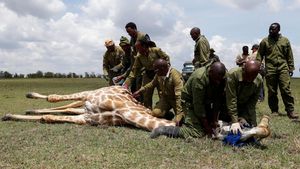 Puluhan Jerapah di Kenya Dipasangi Pelacak GPS
