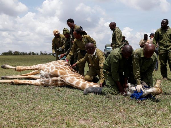 Puluhan Jerapah di Kenya Dipasangi Pelacak GPS