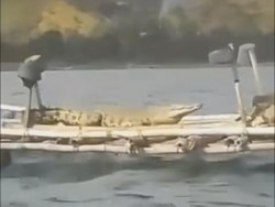 Viral, Buaya Berjemur di Atas Keramba Nelayan di Lombok Barat