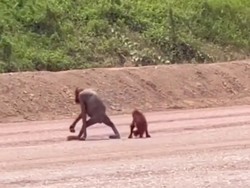 Viral Orang Utan Kurus di Kaltim, BKSDA Sebut Bukan di IKN