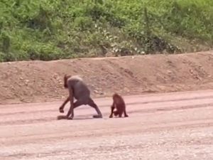 BKSDA Kaltim: Orang Utan Kurus dan Anaknya yang Viral Bukan di Area IKN BKSDA Kaltim: Orang Utan Kurus dan Anaknya yang Viral Bukan di Area IKN