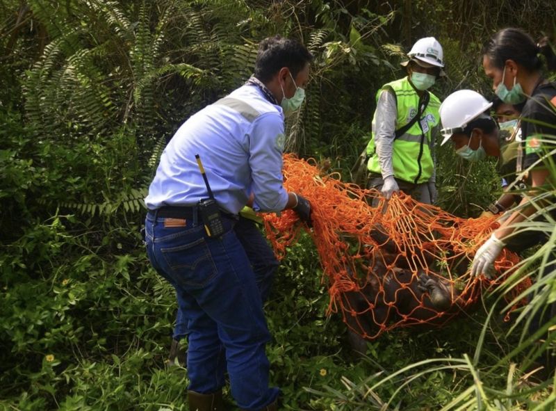 Video orang utan dewasa dalam kondisi kurus yang berjalan bersama anaknya menjadi sorotan dan menarik simpati pengguna media sosial (medsos). (dok KLHK)