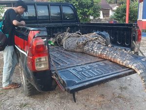 Warga Tangkap Buaya 3 Meter Pakai Pancing di Bangka Selatan