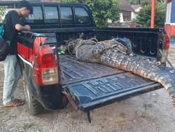 Warga Tangkap Buaya 3 Meter Pakai Pancing di Bangka Selatan