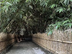 Hutan Bambu Kuno dan Keramat di Desa Penglipuran Hutan Bambu Kuno dan Keramat di Desa Penglipuran