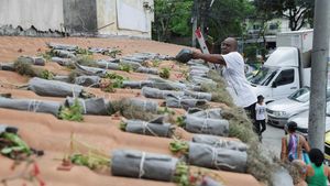 Aktivis Lingkungan di Brasil Tanam Pohon di Atap untuk Lawan Panas