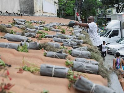 Aktivis Lingkungan di Brasil Tanam Pohon di Atap untuk Lawan Panas