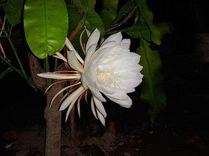 Mengenal Mitos Bunga Wijaya Kusuma sebagai Pembawa Keberuntungan Mengenal Mitos Bunga Wijaya Kusuma sebagai Pembawa Keberuntungan