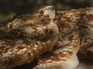 Bagaimana Cara Lebah Membangun Sarangnya? Ini Penjelasannya