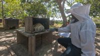 Duh, Musim Kemarau Bikin Panen Madu Menurun