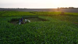 Siasat Petani di Madiun Panen Sayur Mayur saat Musim Kemarau