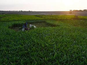 Siasat Petani di Madiun Panen Sayur Mayur saat Musim Kemarau Siasat Petani di Madiun Panen Sayur Mayur saat Musim Kemarau