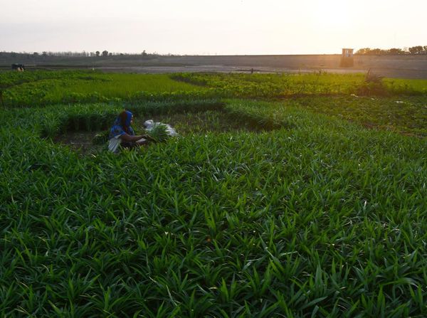 Siasat Petani di Madiun Panen Sayur Mayur saat Musim Kemarau