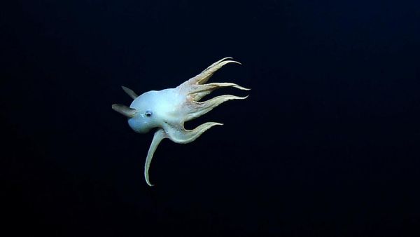 Penampakan Dumbo, Gurita Bersirip Penghuni Laut Terdalam