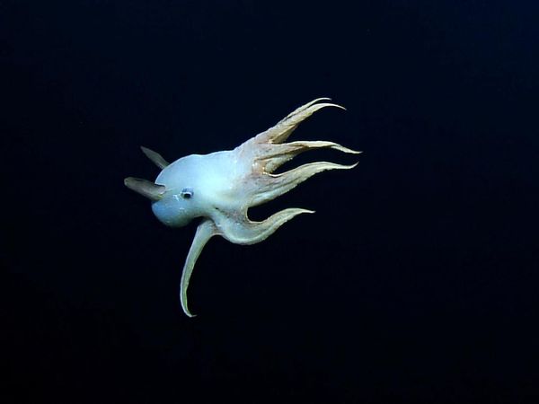 Penampakan Dumbo, Gurita Bersirip Penghuni Laut Terdalam