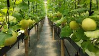 Petani di Lebak Budi Daya Melon Inthanon Cuan Jutaan Rupiah