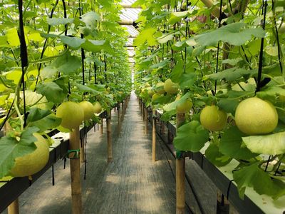 Petani di Lebak Budi Daya Melon Inthanon Cuan Jutaan Rupiah