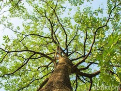 Mitos Pohon Pule The Devils Tree yang Kaya Manfaat dan Harganya Fantastis