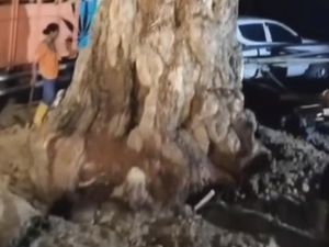 Pohon Pule Seharga Ratusan Juta Akan Hiasi Halaman Istana Negara di IKN