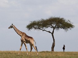 Darurat! Spesies Jerapah Akan Masuk Daftar Spesies Terancam Punah