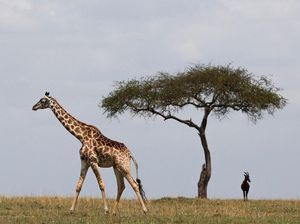 Darurat! Spesies Jerapah Akan Masuk Daftar Spesies Terancam Punah Darurat! Spesies Jerapah Akan Masuk Daftar Spesies Terancam Punah