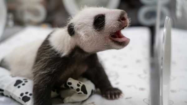 Potret Gemas Bayi Panda Raksasa Pertama yang Lahir di Rusia