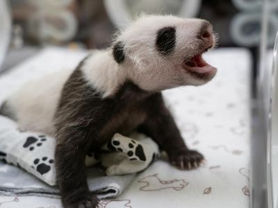 Potret Gemas Bayi Panda Raksasa Pertama yang Lahir di Rusia