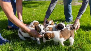 Potret Lucu Anjing Ikonik Swiss yang Punya Tugas Mulia