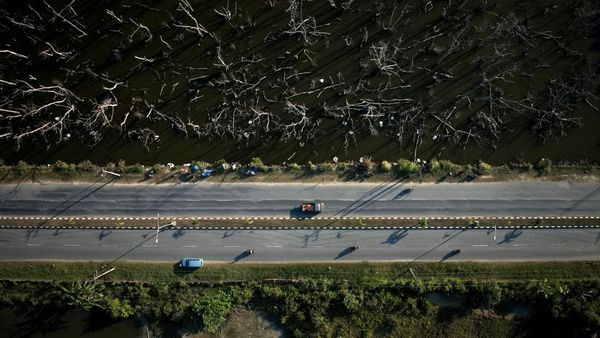 Ratusan Mangrove di Teluk Kendari Mati Bersamaan