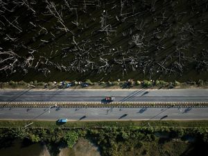 Ratusan Mangrove di Teluk Kendari Mati Bersamaan