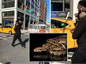 Viral Orang Naik Kereta Bawa Ular Melilit di Lehernya