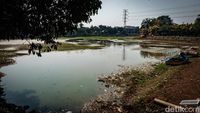 Danau Cinere Kering Imbas Kemarau, Ikan Mati-Tanah Retak