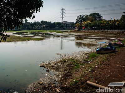 Danau Cinere Kering Imbas Kemarau, Ikan Mati-Tanah Retak