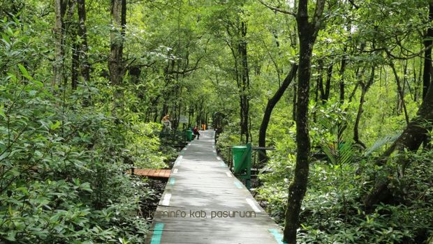 Hutan Mangrove Nguling