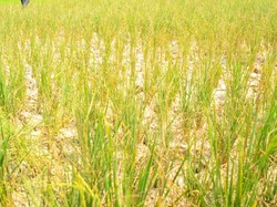 7,5 Hektare Sawah di Sukamakmur Bogor Terdampak Kekeringan