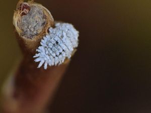 Pernah Nemu Kutu Putih Pada Tanaman? Begini Cara Basminya