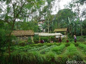 Mengenal Sumber Daya Alam yang Dapat Diperbarui, Jenis, dan Contohnya