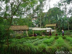 Mengenal Sumber Daya Alam yang Dapat Diperbarui, Jenis, dan Contohnya