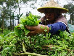 Dari Claket Berdayakan Perempuan untuk Bertani Organik