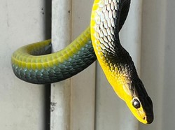 Hukum Membunuh Ular dalam Islam, Ini 2 Jenis Ular yang Harus Dibunuh