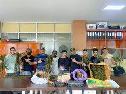 Polisi Tangkap 2 Pengedar Narkoba di Manokwari, Sita 19 Kg Ganja