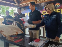 Pedagang Satwa Langka di Banyumas Ditangkap, 3 Buaya-Elang Disita