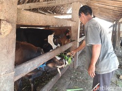 Fenomena Ternak Makan Ternak di Lampar Boyolali Dampak Kemarau