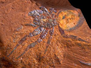 Fosil Laba-laba Raksasa Ini Ditemukan di Australia, Ilmuwan Ungkap Keunikannya