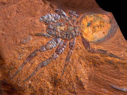 Fosil Laba-laba Raksasa Ini Ditemukan di Australia, Ilmuwan Ungkap Keunikannya