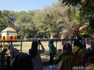KBS Diserbu 12 Ribu Warga Surabaya Saat Libur Maulid Nabi KBS Diserbu 12 Ribu Warga Surabaya Saat Libur Maulid Nabi