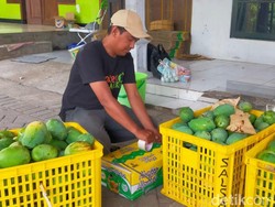 Petani Pasuruan Panen Raya, Mangga Alpukat Melimpah