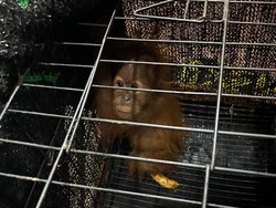 Polda Sumut Tangkap Kurir Perdagangan Orang Utan Jaringan Internasional