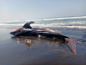 Bangkai Hiu Tutul Terdampar Lagi, Kali ini di Pantai Bali